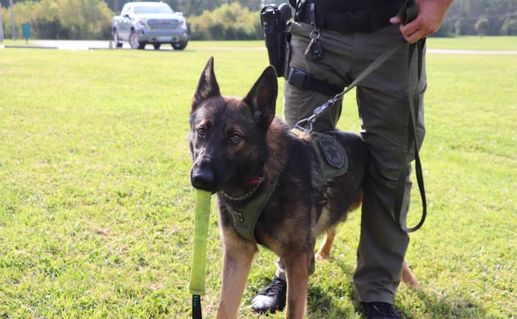 K9 Deputy Chaos holds a piece of equipment in his jaws while suited in CCSO attire. (COURTESY CCSO)