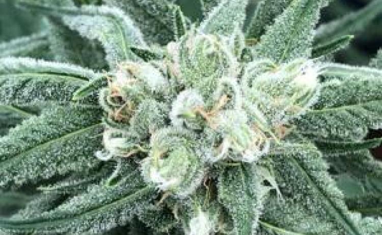 Florida imposed a new rule concerning the amount of marijuana consumers can purchase over a 35-day span. (COURTESY/News Service of Florida)