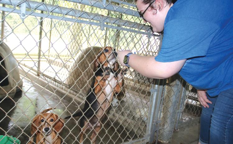 Megan Martin, a Lake City Humane Society adoptions counselor, pets a dachshund and beagle at the Lake City Humane Society’s Animal Control building on Tuesday afternoon. (TONY BRITT/Lake City Reporter)