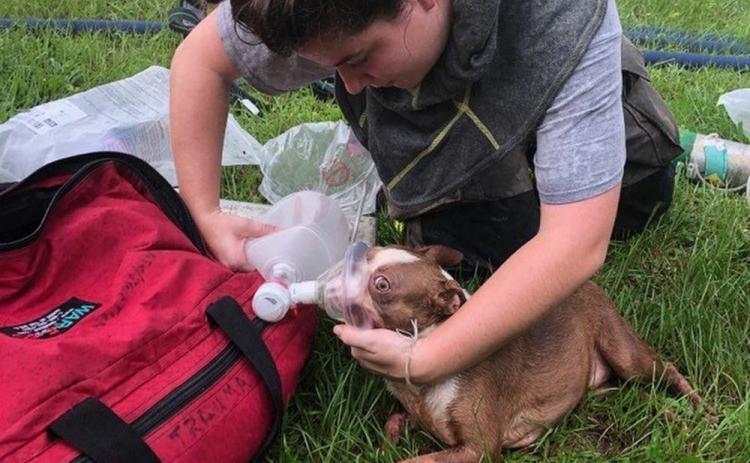 Columbia County Fire Rescue employee Olivia Ward renders aid to a rescued puppy Tuesday. (COURTESY CCFR)