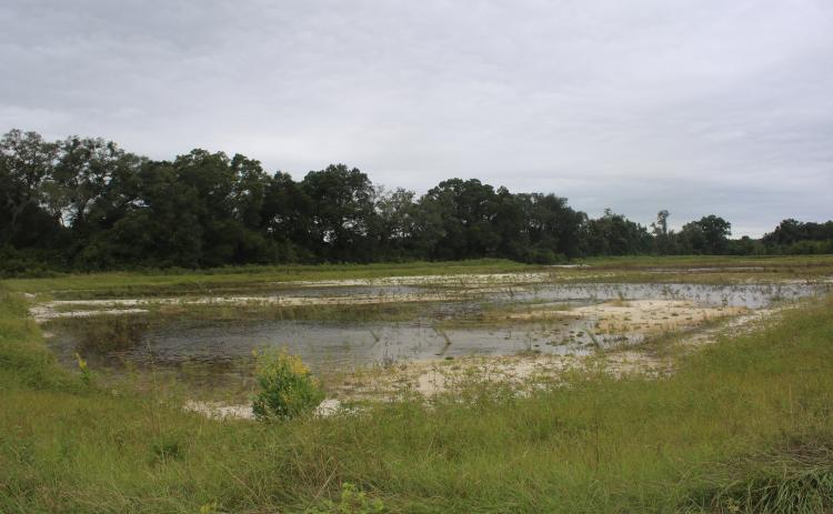 Columbia County officials are pumping water out of retention ponds near Old Country Club Road to an 11.5-acre pond in an attempt to alleviate flooding issues. (TONY BRITT/Lake City Reporter)