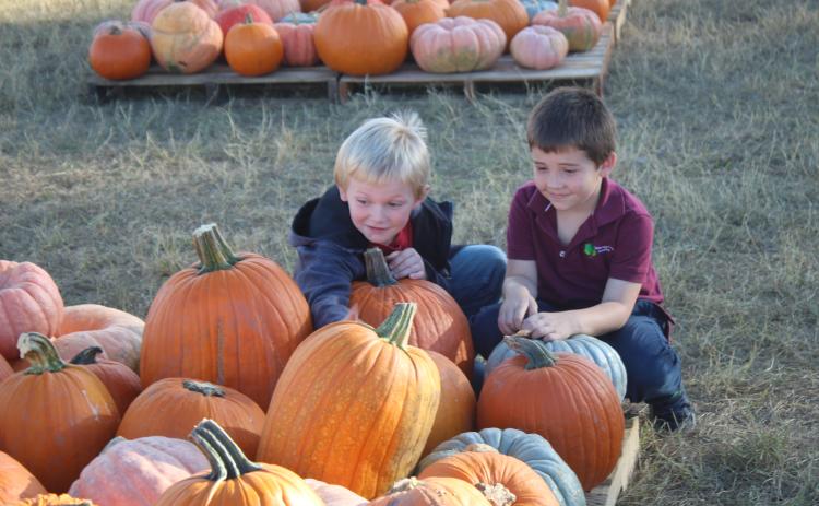 Wade Reeves, 6, (from left) and Rhyder Brown, 5, play and touch pumpkins at the FFA pumpkin patch on Tuesday afternoon. (TONY BRITT/Lake City Reporter)