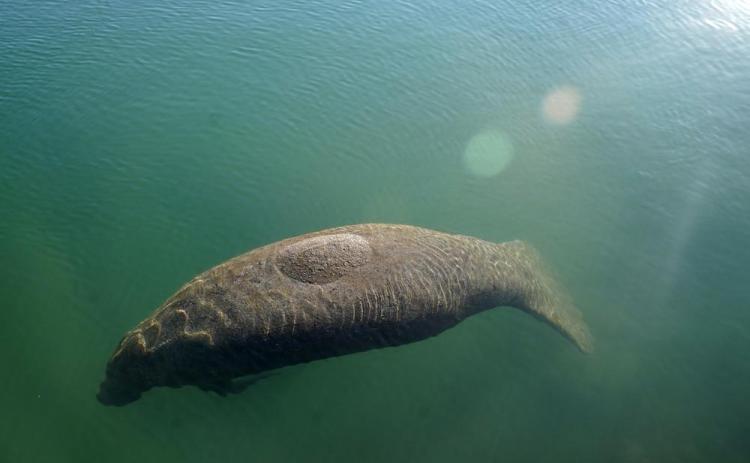 A manatee floats in the warm water of a Florida Power & Light discharge canal in Fort Lauderdale. (LYNNE SLADKY/Associated Press)