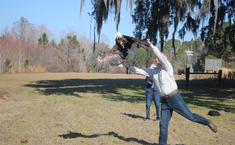 Chris Wynn, Florida Fish and Wildlife Conservation Commission Regional Director, releases a rehabilitated bald eagle into the wild on Tuesday morning at Alligator Lake Public Recreation area. (TONY BRITT/Lake City Reporter)