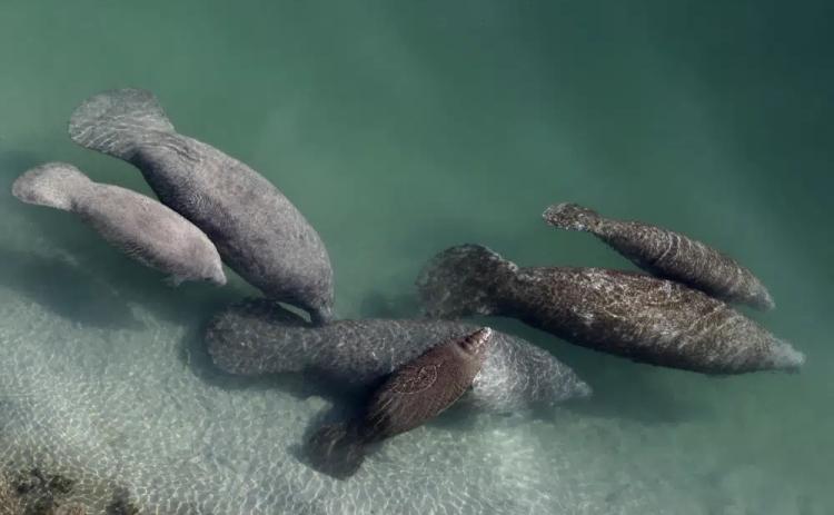 A group of manatees are pictured in a canal where discharge from a nearby Florida Power & Light plant warms the water in Fort Lauderdale on Dec. 28, 2010. (ASSOCIATED PRESS FILE)