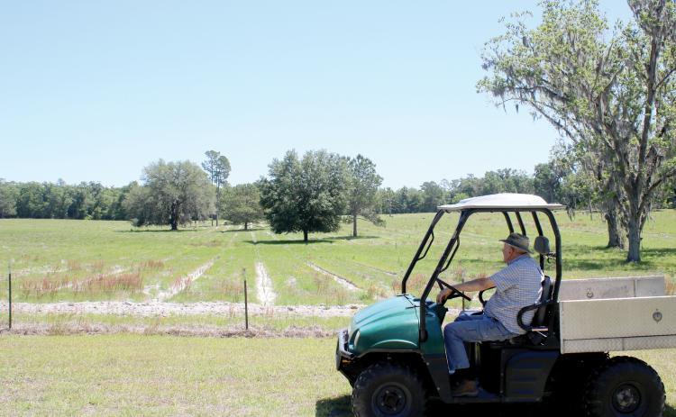 Mike Herlong looks out over his property in Fort White, which could become a flood zone according to the preliminary flood risk maps from FEMA. Herlong said the property, which been in his family for 100-plus years, never floods. (TONY BRITT/Lake City Reporter)