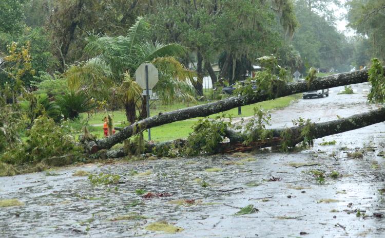 A tree blocks Tularosa Lane at the intersection with Lake Montgomery Avenue in Lake City on Wednesday afternoon following Hurricane Idalia. (J. WACHTER/Lake City Reporter)