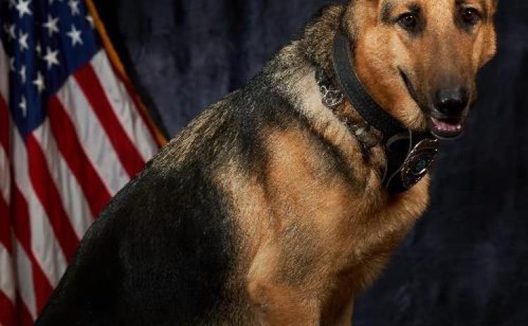 Max, a retired Lake City Police Department K-9 officer, passed away suddenly Sunday. (COURTESY)