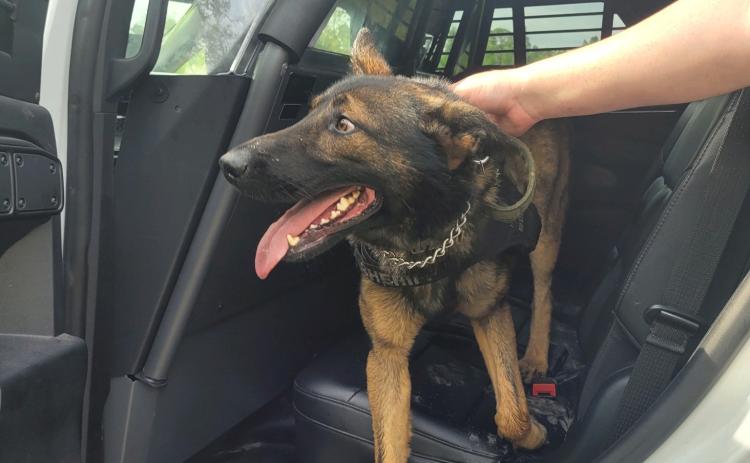 Chaos, a Columbia County Sheriff’s Office K9 deputy, was found Tuesday after he went missing during a search for a fleeing suspect Monday. (COURTESY COLUMBIA COUNTY SHERIFF'S OFFICE)