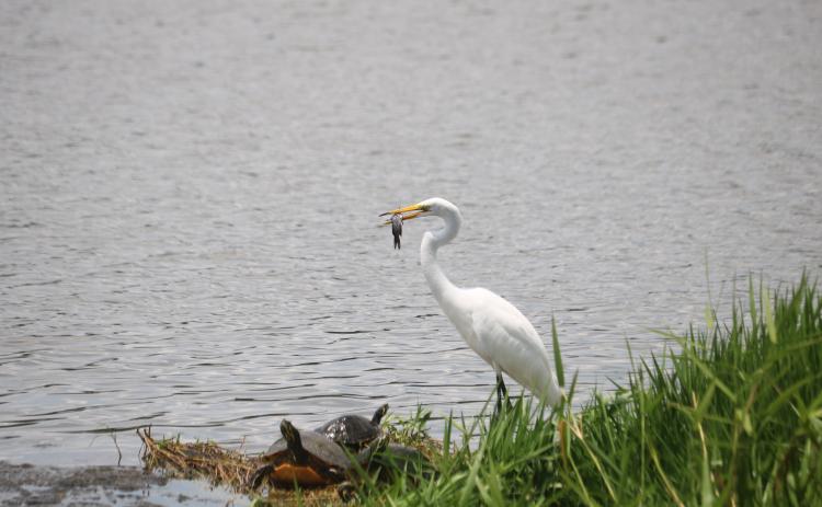 An egret enjoys a fish as a snake at Lake DeSoto earlier this week. Hundreds of fish were reported dead in the lake last weekend, which is being blamed on weather conditions. (TONY BRITT/Lake City Reporter)