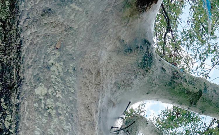 A web on your oak trees that are from psocids are not a danger to the tree. (COURTESY)