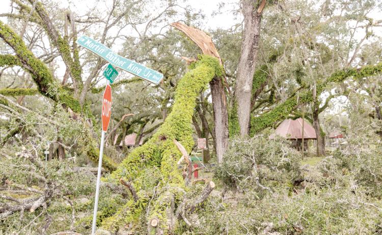 Veterans Memorial Park in Mayo, which hosts Pioneer Day, sustained a lot of tree damage from Hurricane Helene. (JACK HOWDESHELL/Lake City Reporter)