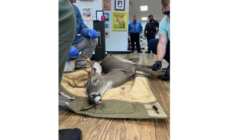A six-point buck was tranquilized Wednesday by a Florida Fish and Wildlife Conservation Commission officer after it crashed into the Gateway Art Gallery in downtown Lake City. (COURTESY)