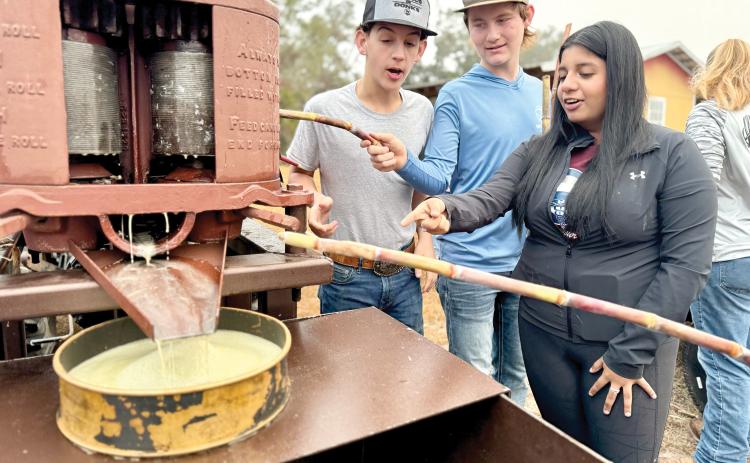Fort White FFA students grind sugar cane Wednesday as they made cane syrup at the school. (COURTESY)