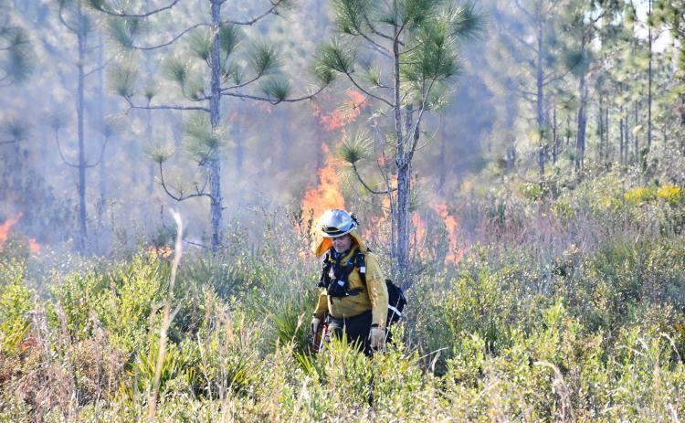 The Suwannee River Water Management District recognizes January as Prescribed Fire Awareness Week and said it reduces intensity of possible wildfires. (COURTESY SUWANNEE RIVER WATER MANAGEMENT DISTRICT)
