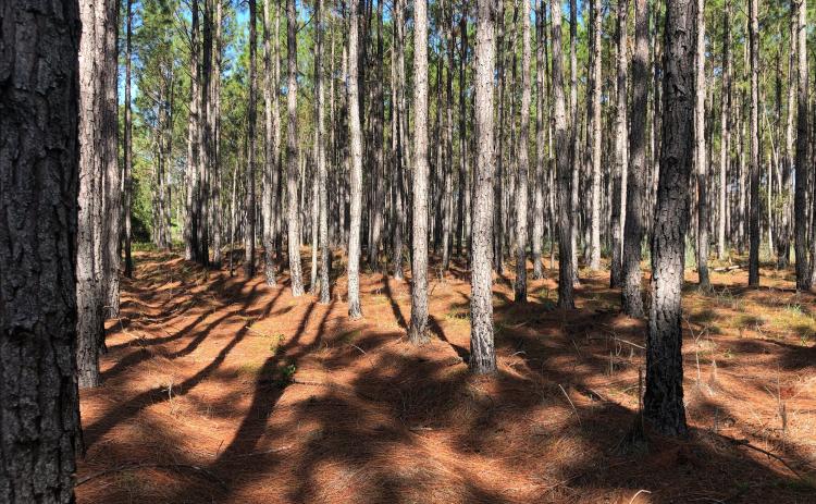 Land in northern Columbia County was purchased through the Florida Forever program to help with wildlife conservation. The 1,620-acre property will be managed by the Florida Fish and Wildlife Conservation Commission. (COURTESY)