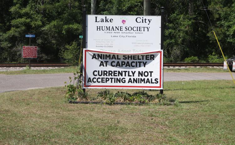The Lake City Humane Society currently is at capacity and not accepting new animals. But the agency is also working on solutions to alleviate that problem, including opening a new meet and greet area for adopted dogs. (MORGAN MCMULLEN/Lake City Reporter)