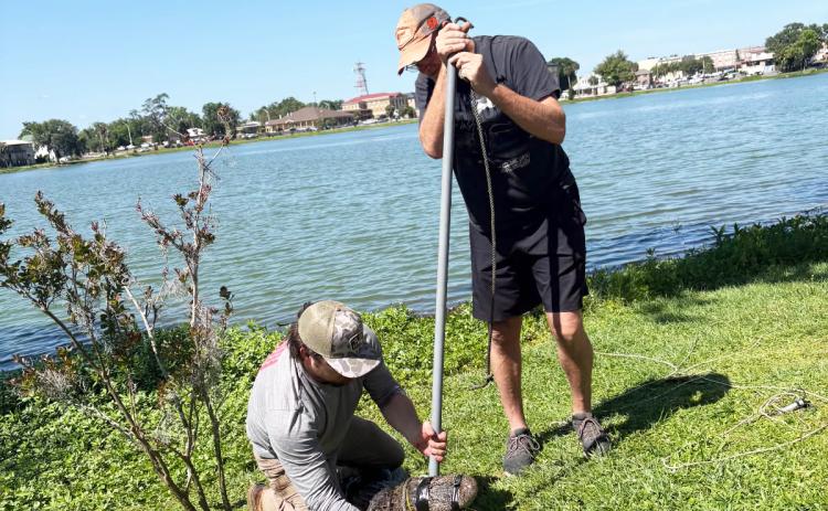 A pair of alligator trappers wrangle a gator on the banks of Lake DeSoto on Wednesday. (COURTESY)