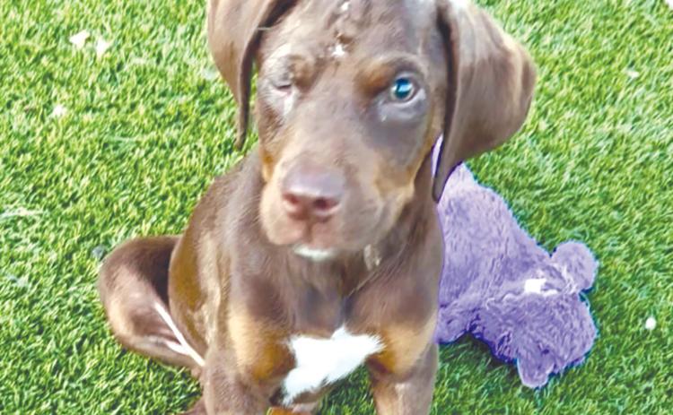 Sweet Pea, who was assaulted in late March in Live Oak, is recovering but has a long road ahead. (COURTESY)