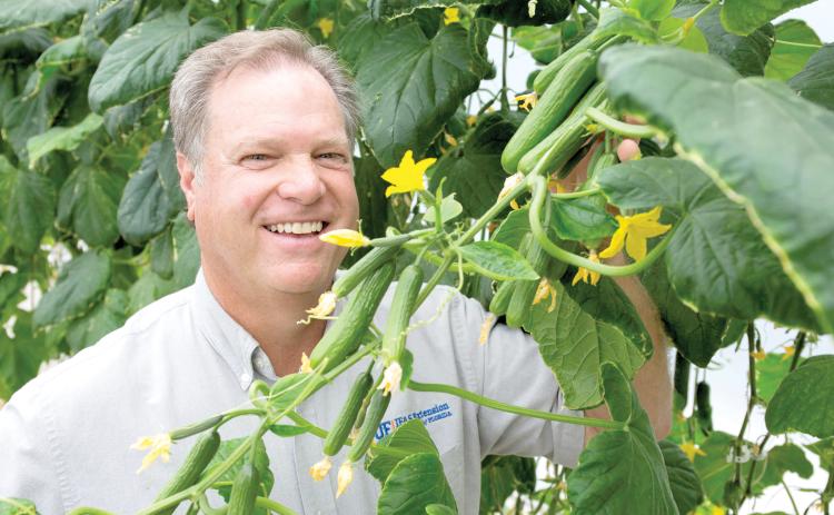 Bob Hochmuth stands among hydroponically grown cucumbers during a Small Farms Academy session at the UF/IFAS North Florida Research & Education Center – Suwannee Valley (NFREC-SV) in Live Oak. (TYLER JONES/UF/IFAS)