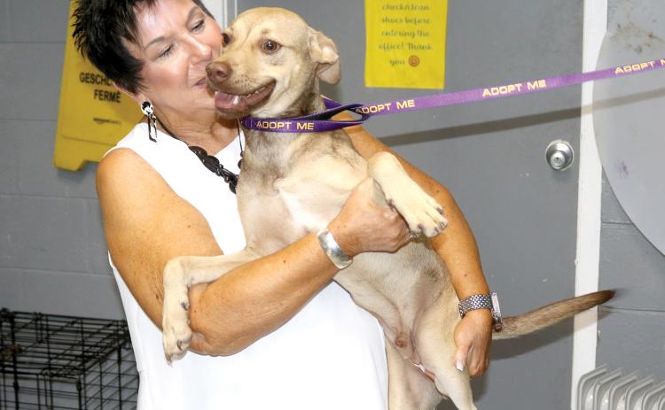 Elizabeth Halloran, Lake City Humane Society executive director, holds Cubby, a six-month-old hound. The LCHS secured a no kill shelter status earlier this month. (TONY BRITT/Lake City Reporter)