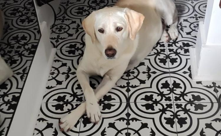 Booey, Steve Johnson’s dog, was injured Sunday on the Santa Fe River when struck by a boat propeller. (COURTESY STEVE JOHNSON)