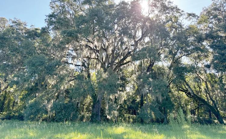 The Donald and Janie Graham family sold a conservation easement to Alachua Conservation Trust on the 416-acre farm in Columbia and Union counties along the Olustee Creek. (COURTESY)