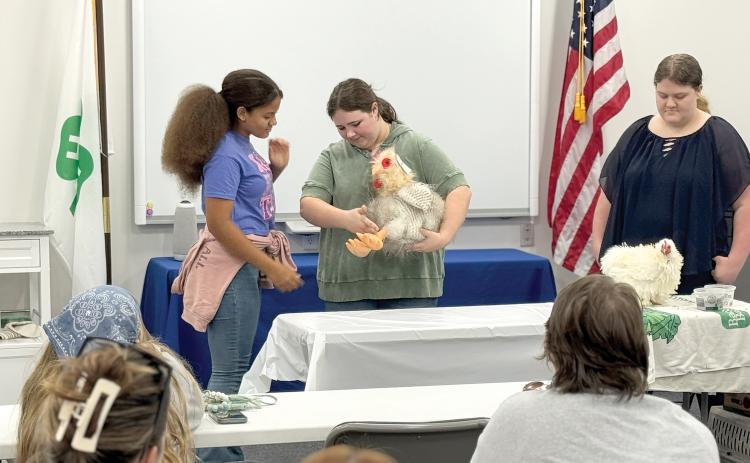 Rachel Dougherty and Alura Castillo show Neveau Davis, newcomer to poultry and LCMS FFA Member, how to hold and hand off a chicken. (COURTESY UF/IFAS COLUMBIA COUNTY EXTENSION)
