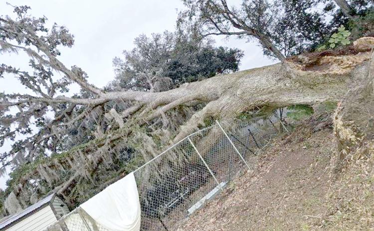 A large oak tree split and crashed onto the Live Oak animal shelter late Tuesday night or early Wednesday morning. (COURTESY)