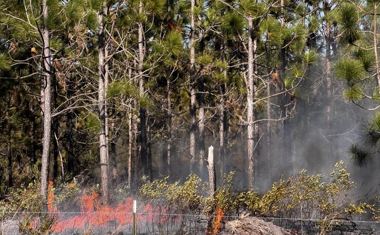 A brush fire burns alongside County Road 49 on Sunday afternoon. About 10-15 acres burned but a nearby residence was spared major damage. (LILLY WACHTER/Lake City Reporter)