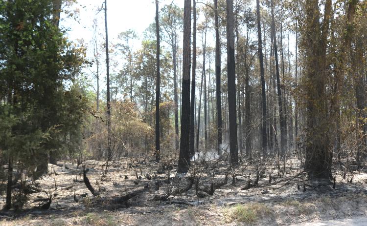 Damage left in the wake of the Gun Range Fire sits in the Osceola National Forest on Tuesday. The fire is now 50% contained after starting Sunday. (TONY BRITT/Lake City Reporter)