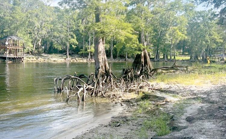 The Alachua Conservation Trust has purchased 20 acres in Gilchrist County that incudes 2,000 feet of frontage along the lower Santa Fe River to protect the waterway. (COURTESY)