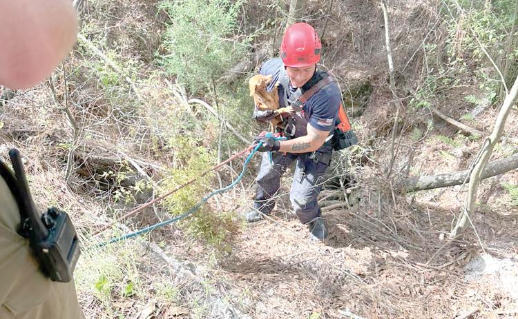 A Suwannee County firefighter rescues a small dog from a sinkhole last week. The dog had been missing for more than a week before it was located in the sinkhole. (COURTESY SUWANNEE COUNTY FIRE RESCUE)