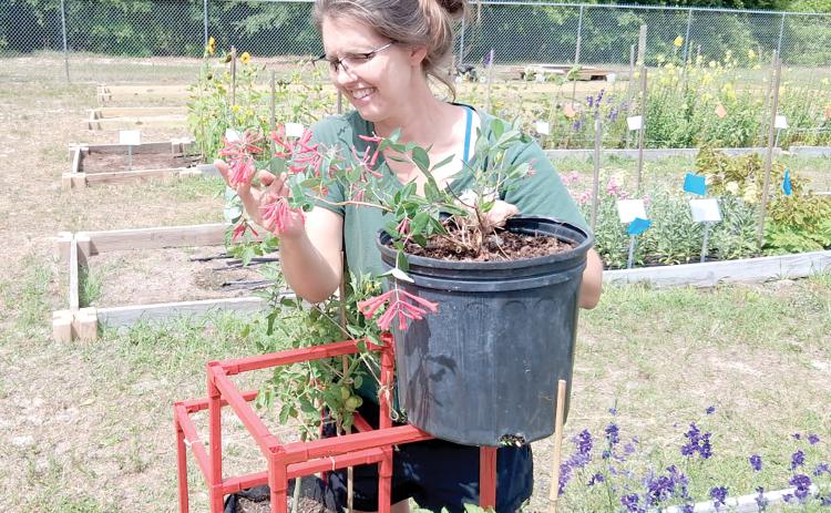 Erin Harlow, the horticultural extension agent with the UF/IFAS Columbia County Extension Office, looks at a Coral Honeysuckle plant in preparation for the office’s plant sale next weekend. (COURTESY)