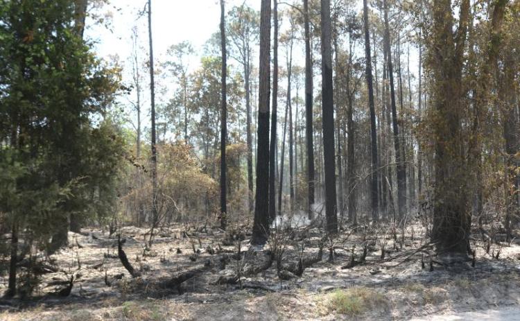 The Gun Range Fire is now 65% contained heading into the weekend. (TONY BRITT/Lake City Reporter)