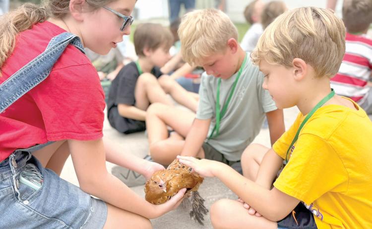 Little Poultry Pals campers enjoyed an up-close encounter with one of Junior 4-H member Josie Harlow’s chickens during a hands-on lesson about poultry and agriculture. (COURTESY UF/IFAS EXTENSION COLUMBIA COUNTY)