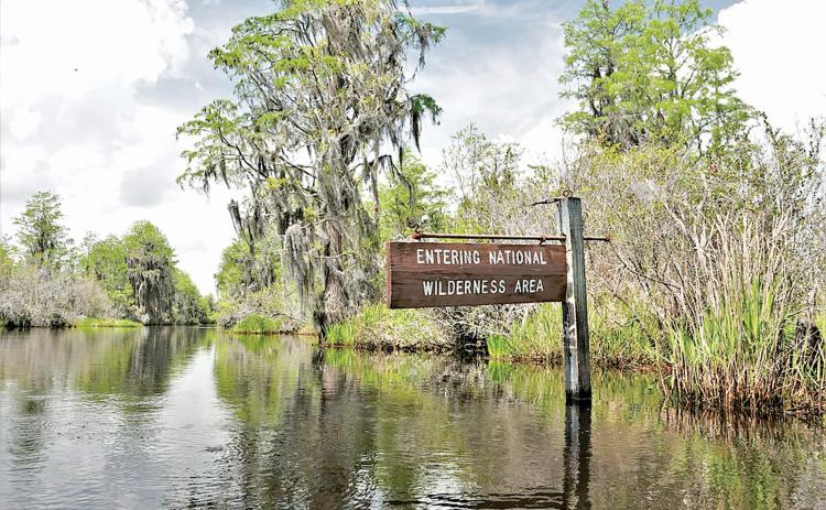 The Okefenokee National Wildlife Refuge, the swamp in South Georgia and North Florida that spawns the Suwannee River, has been named a UNESCO World Heritage site. (Larry Woodward/U.S. Fish and Wildlife Service)