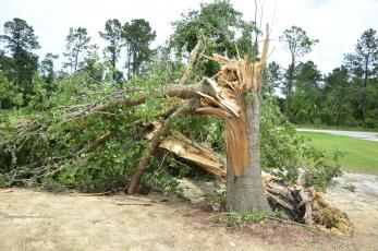 A downed tree, snapped apart by a tornado on Sunday, sits in a yard in the Columbia City area. No injuries were reported in connection with the twister, but there was some property damage. (CARL MCKINNEY/Lake City Reporter)