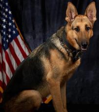 Max, a retired Lake City Police Department K-9 officer, passed away suddenly Sunday. (COURTESY)