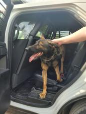 Chaos, a Columbia County Sheriff’s Office K9 deputy, was found Tuesday after he went missing during a search for a fleeing suspect Monday. (COURTESY COLUMBIA COUNTY SHERIFF'S OFFICE)