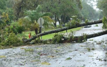 A tree blocks Tularosa Lane at the intersection with Lake Montgomery Avenue in Lake City following Hurricane Idalia. (FILE)