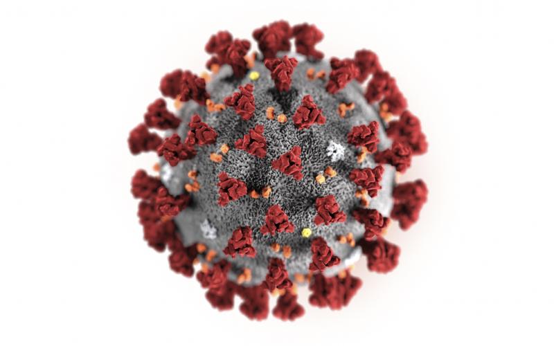 This illustration provided by the Centers for Disease Control and Prevention in January shows the novel coronavirus. (TRIBUNE NEWS SERVICE)