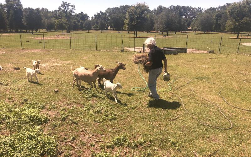 Aitken feeds a group of goats. She and her husband raise cattle, but say goats are lower maintenance and make a good source of protein. (CARL MCKINNEY/Lake City Reporter)