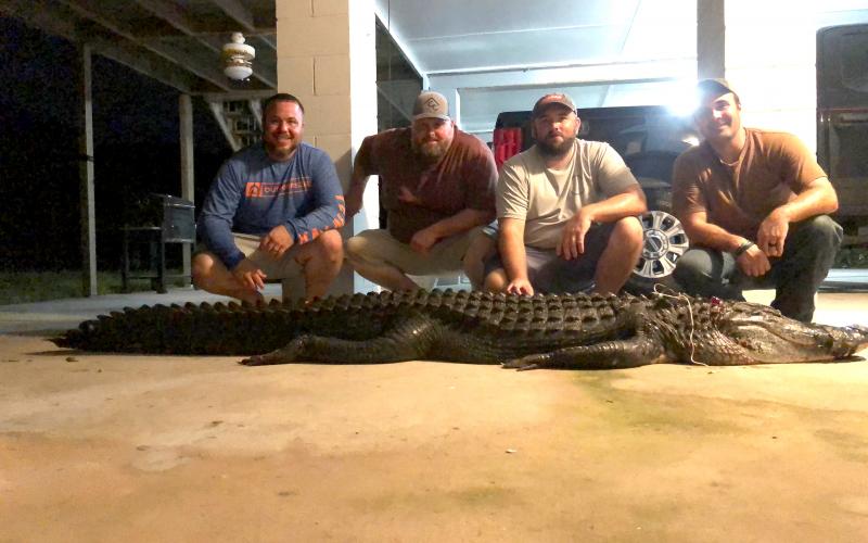 Lake City friends Chris Charles, (from left) Blake Smith, Wil Porter and Scott Busby battled this 11-foot, nearly 400-pound gator for several hours during an all-night hunt recently on the lower Suwannee River in Dixie County. The reptile gave them a story to tell for a lifetime. (COURTESY)