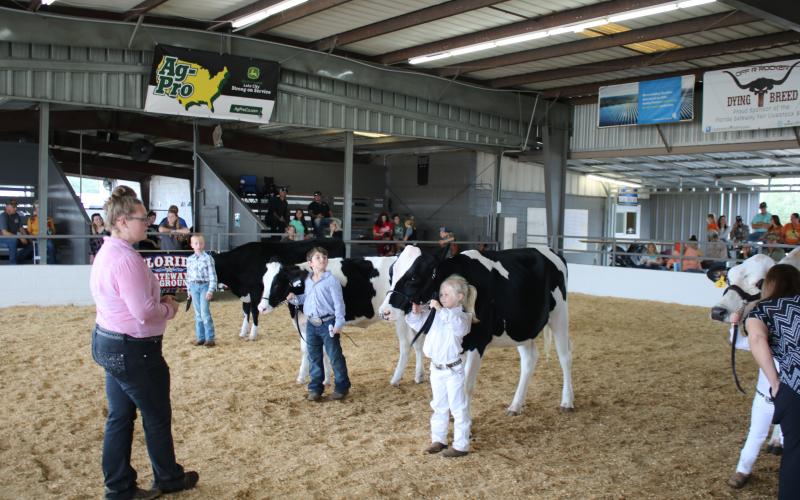 Young exhibitors participating in the diary heifer livestock show stand by their animals while they await questions from the show judge during the Florida Gateway Fair. The final livestock show was held Wednesday and the livestock sale is tonight. (TONY BRITT/Lake City Reporter)