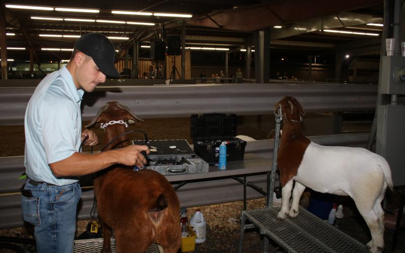 Austin Fuller concentrates will trimming hair off female goats for the Florida Gateway Fair Livestock Show on Wednesday night. (TONY BRITT/Lake City Reporter)