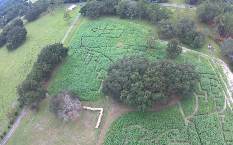 The Fort White Future Farmers of America built a large Florida-shaped maze at Pinemount Plantation complete with informational signs corresponding with different regions in the state. (COURTESY)