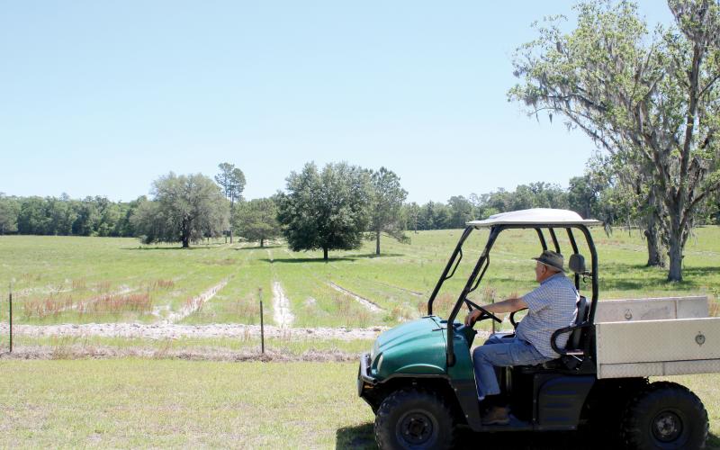 Mike Herlong looks out over his property in Fort White, which could become a flood zone according to the preliminary flood risk maps from FEMA. Herlong said the property, which been in his family for 100-plus years, never floods. (TONY BRITT/Lake City Reporter)