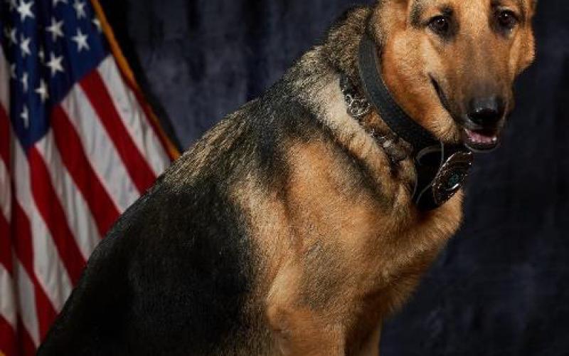 Max, a retired Lake City Police Department K-9 officer, passed away suddenly Sunday. (COURTESY)