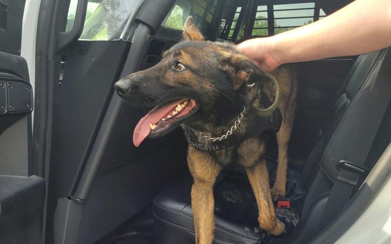 Chaos, a Columbia County Sheriff’s Office K9 deputy, was found Tuesday after he went missing during a search for a fleeing suspect Monday. (COURTESY COLUMBIA COUNTY SHERIFF'S OFFICE)